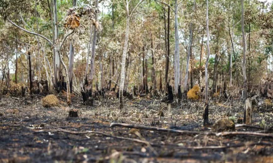 Degradação na Amazônia cresce 329% em quase 2 anos e atinge maior nível da série histórica