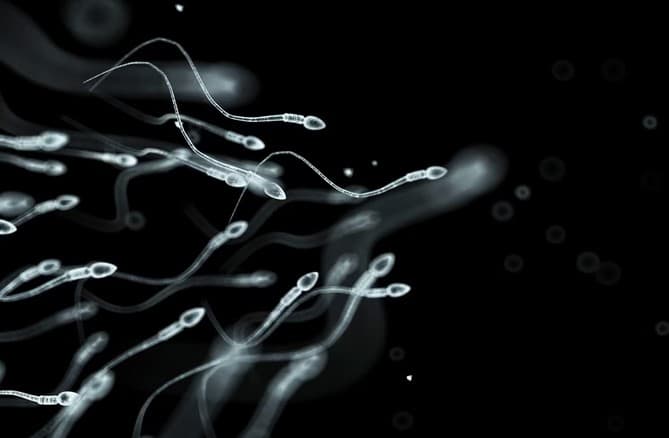 Cientistas começam a testar anticoncepcional masculino em humanos