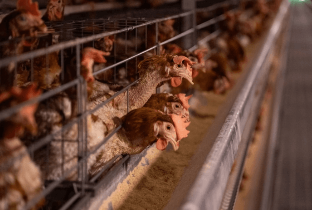 Gripe aviária: maior exportador, Brasil tem duro golpe
