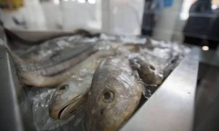 Ciguatera: Secretaria de Saúde de Natal recomenda evitar consumo de peixes ‘sob suspeita'