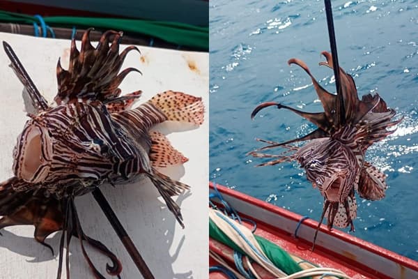 Peixe-leão é capturado por pescadores em Areia Branca, mesma região de suposta vítima da espécie venenosa