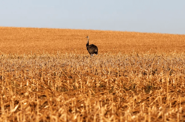 Em meio a críticas do agro, governo lança Plano Safra com crédito mais caro