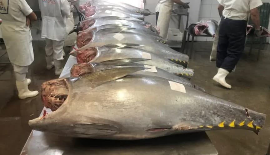 Tarifaço de Trump: pesca do atum pode acabar no RN e causar prejuízo anual de R$ 280 milhões
