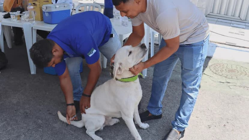 Vacinação antirrábica segue em Natal neste sábado 9; veja onde vacinar
