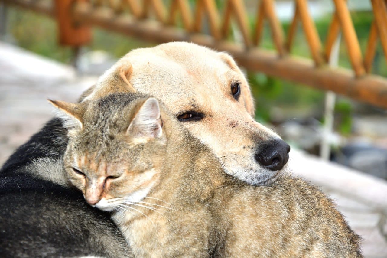 RN institui Selo de Responsabilidade e Ética Empresarial na Proteção Animal