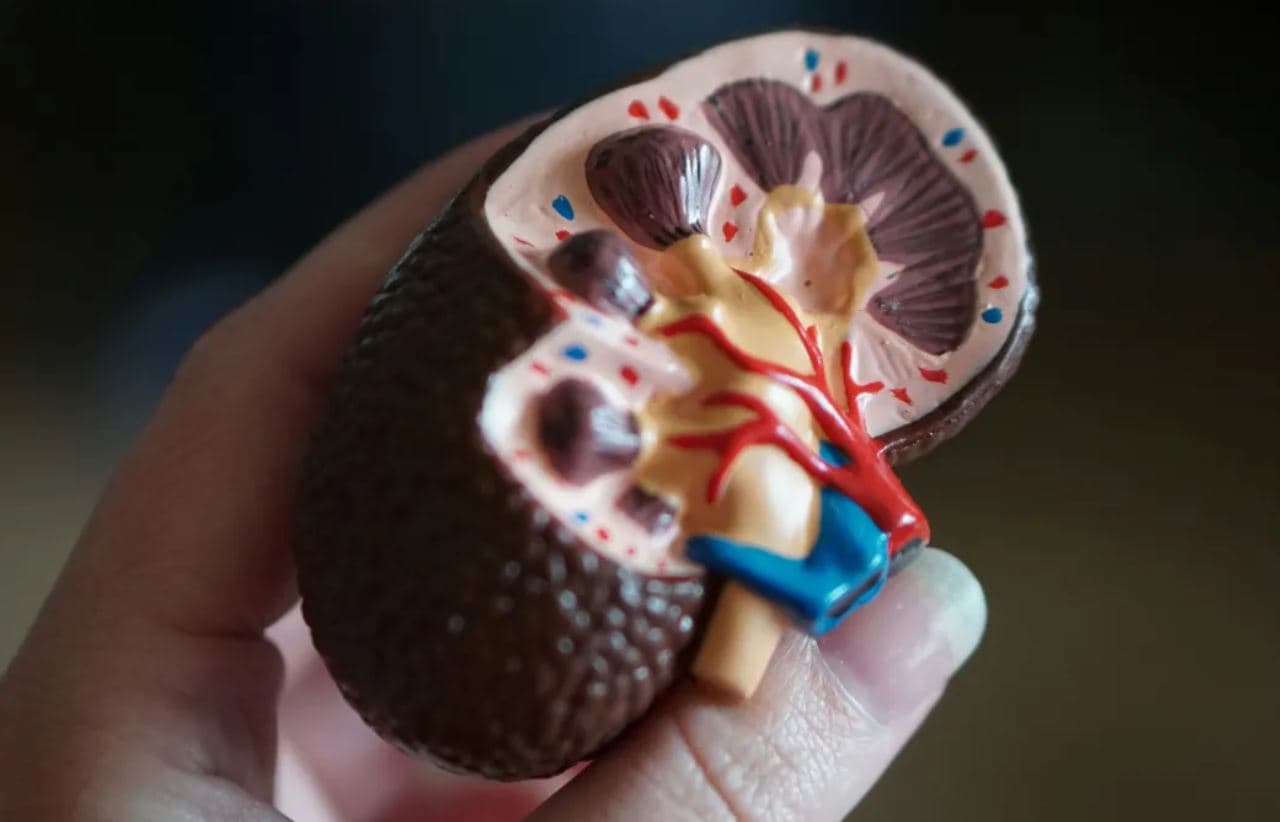 Mais de 170 mil brasileiros dependem de diálise por doença renal crônica