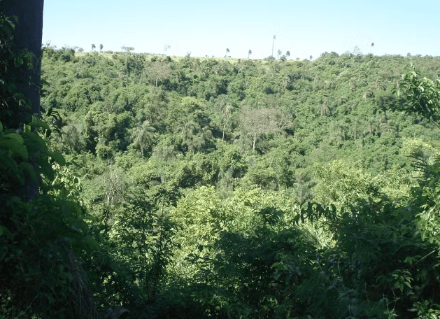 Senadores articulam derrubada de vetos de Lula ao projeto de licenciamento ambiental