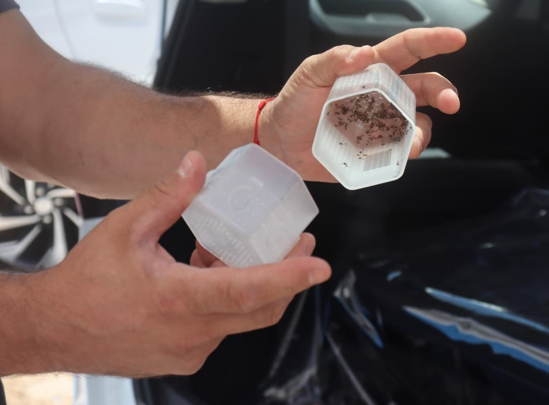 Natal dá passo ousado contra dengue, Zika e chikungunya com “mosquito que não transmite doença”
