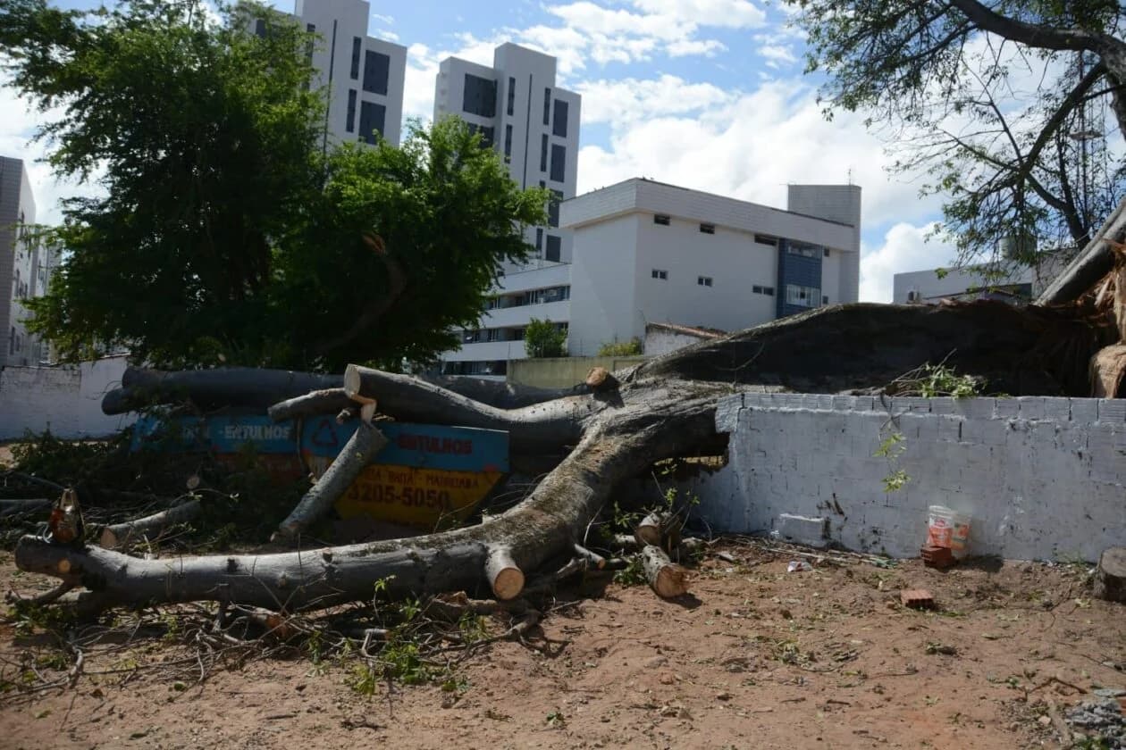 Parte do Baobá do Poeta cai, derruba muro e interdita rua; veja imagens
