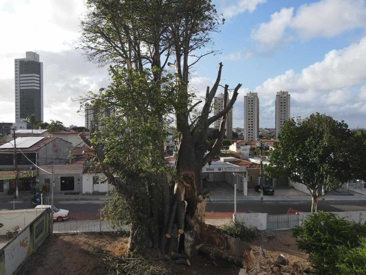 Após quedas de galhos, ‘Baobá do Poeta' é reduzido de 19 metros para apenas 3 metros de altura