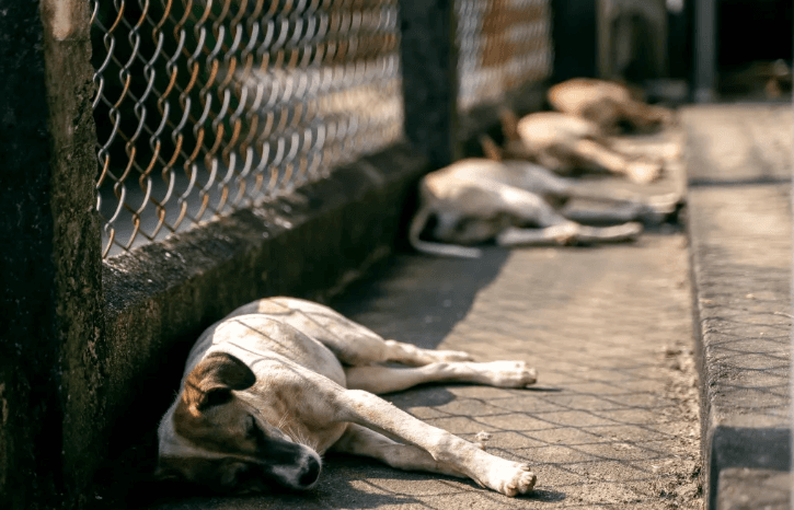 Brasil tem cerca de 30 milhões de animais domésticos abandonados; índice de abandono cresce no período das festas de fim de ano