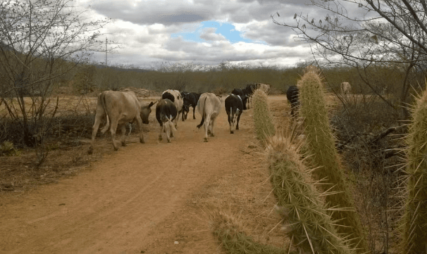 Seca coloca RN no topo do Nordeste em número de municípios em emergência