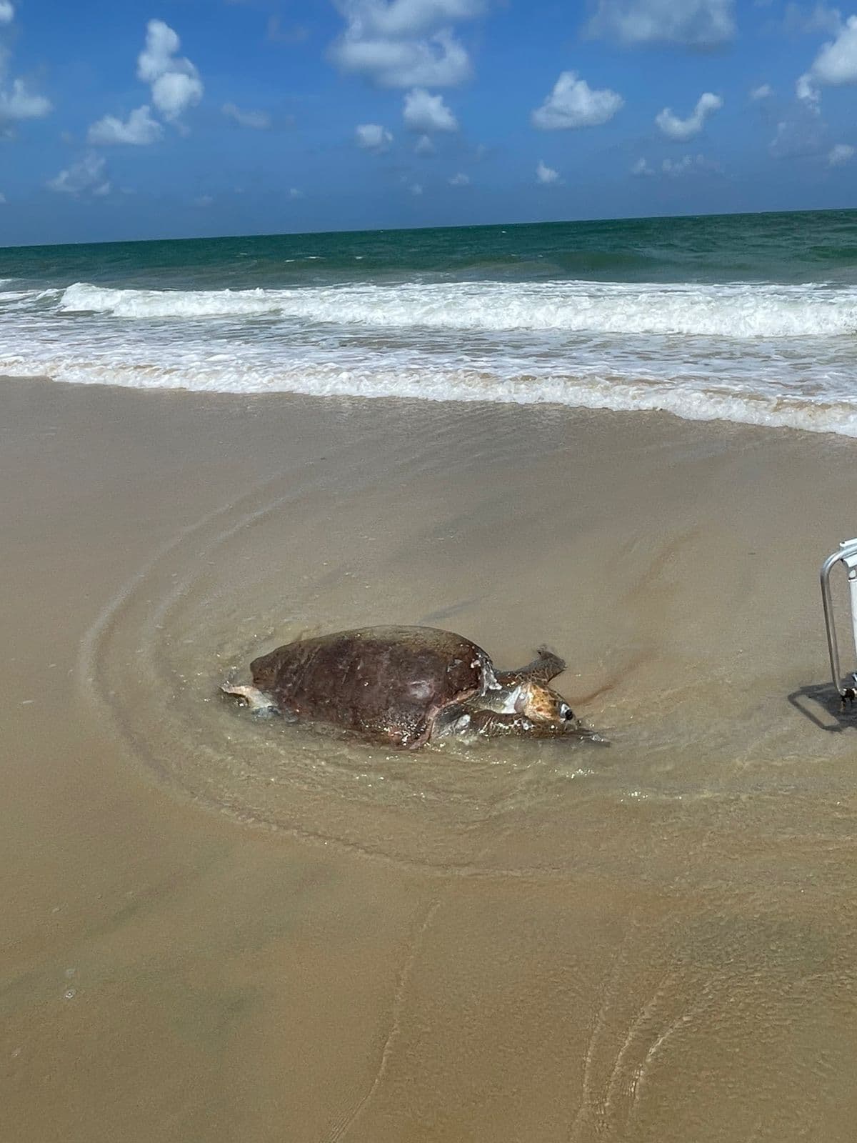 VÍDEO E FOTOS: Animais são encontrados mortos na praia de Graçandu