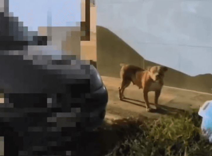 Homem é autuado após deixar cão da raça Pit Monster solto na Grande Natal