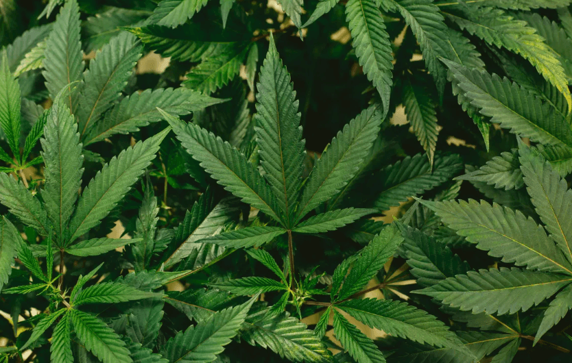 Usar maconha na adolescência predispõe a transtornos mentais, diz estudo com mais de 460 mil jovens