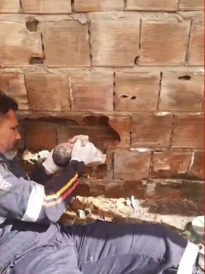 Morre recém-nascido resgatado após ser abandonado entre duas casas, na Paraíba