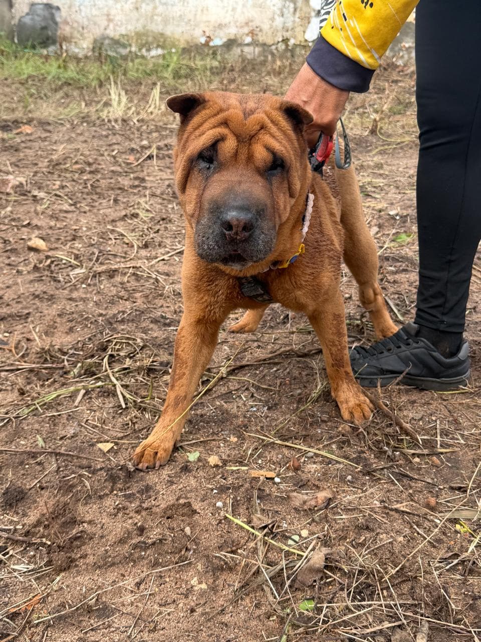Cachorra perdida é resgatada na Avenida Prudente de Morais; ajude-nos a encontrar os tutores