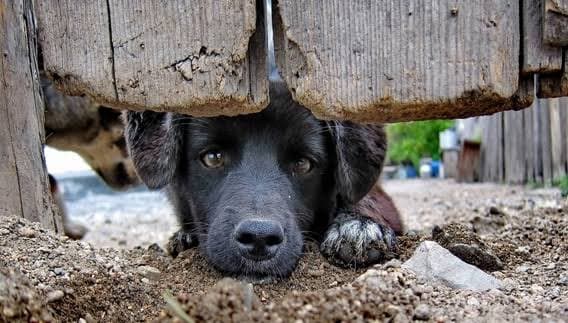 Condenados por maus-tratos a animais ficam proibidos de ocupar cargos comissionados em Natal