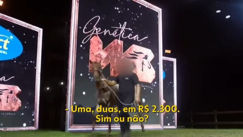 Grupo ligado a facção mantinha haras no RN e usava cavalos e shows de forró para movimentar dinheiro do tráfico