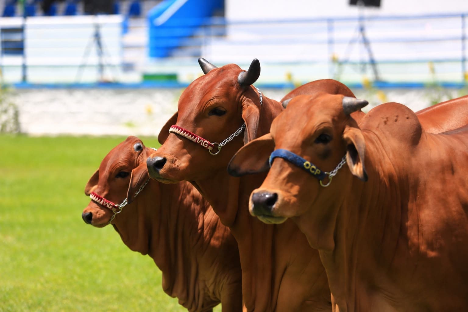 Leilões integram a programação de negócios da 64ª Festa do Boi