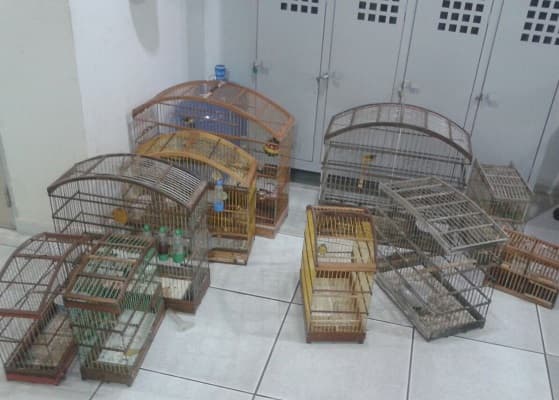 Polícia Civil apreende aves silvestres na Zona Norte de Natal