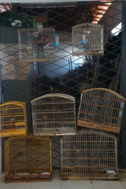 FOTO: Aves silvestres são apreendidas em Natal e Macaíba