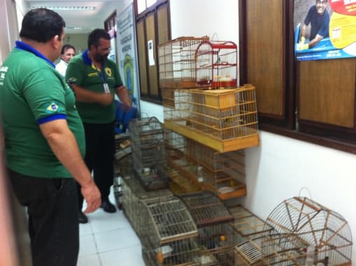 FOTO: Aves silvestres são apreendidas nos bairros de Neópolis e Alecrim