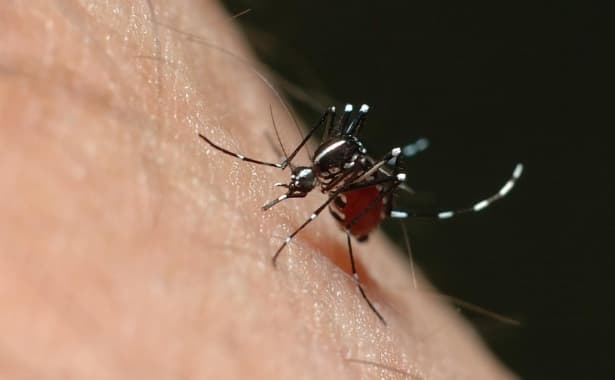 Vigilância Sanitária define protocolo de atendimento a denúncias sobre Aedes em Natal