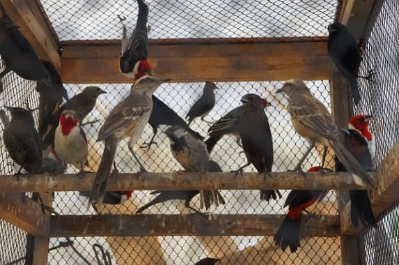 Cem aves aprendidas na operação “Asas da Liberdade” serão libertadas neste sábado em Natal