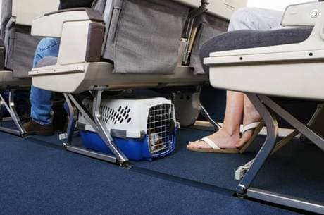 Animais serão obrigados a passar por detector de metais em aeroportos