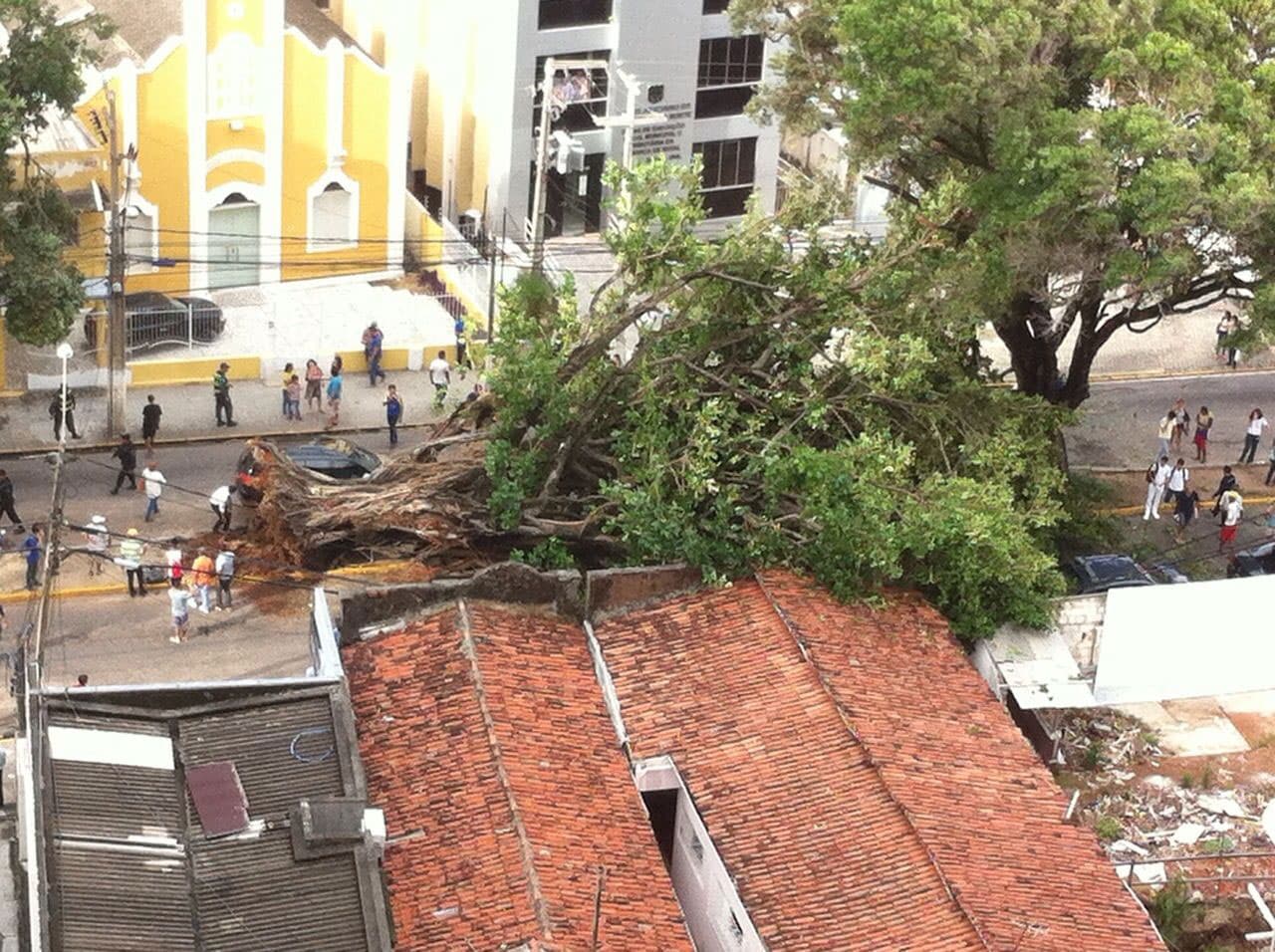 Queda de árvores em Natal: será preciso morrer alguém para que uma providência efetiva seja tomada?