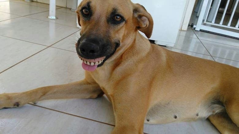 FOTOS: Cachorra em SP acha dentadura, encaixa na boca e quase mata o dono de rir