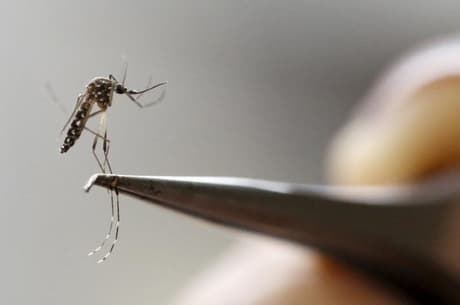 Produção de machos estéreis do Aedes aegypti deve começar em setembro