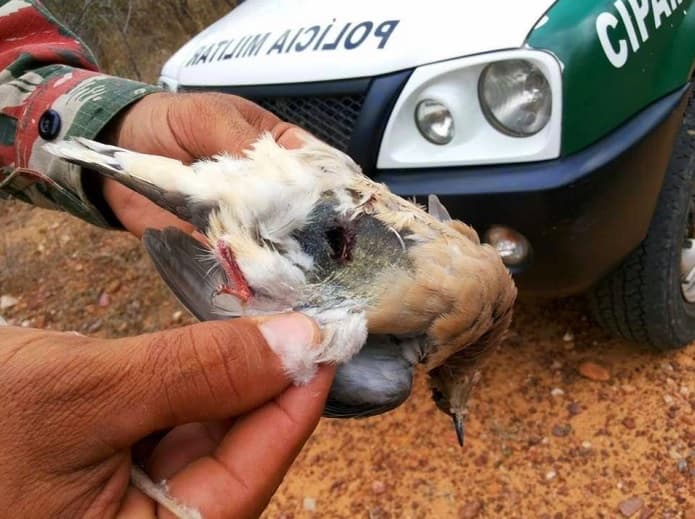 Vinte e oito pessoas são detidas acusadas de caça ilegal de arribaçãs no interior do RN