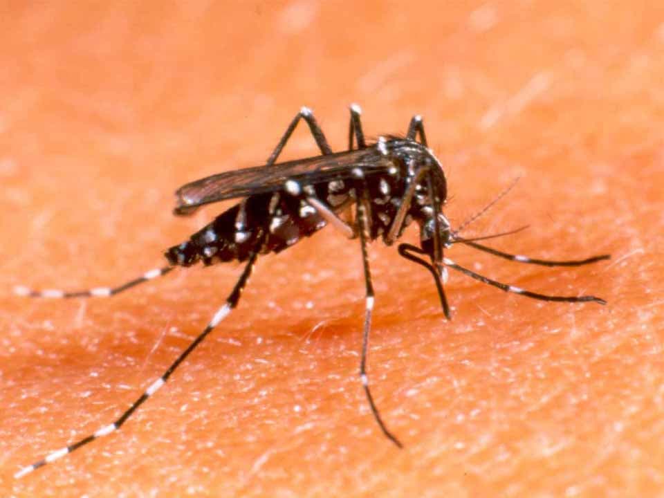Sesap divulga novos números da dengue no RN; Natal e mais quatro cidades com maiores notificações