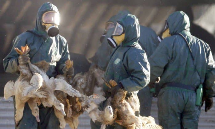 OMS pede atenção mundial à gripe aviária