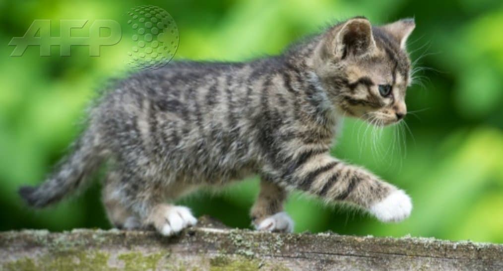 Livro escolar indiano sugere asfixiar gatos como experimento científico