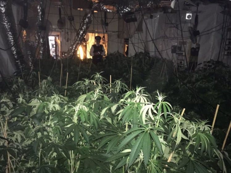 FOTOS: Polícia encontra ‘floresta amazônica de maconha' em prédio de Londres