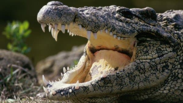 Indonésia planeja usar crocodilos para vigiar traficantes condenados à morte