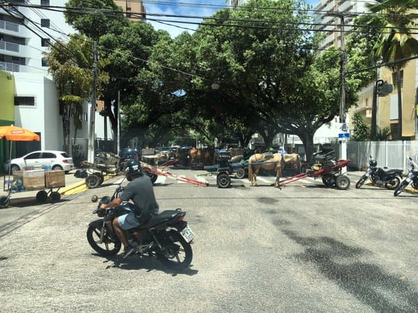 FOTOS: Carroceiros realizam protesto e interditam a Jundiaí, em frente à Câmara Municipal