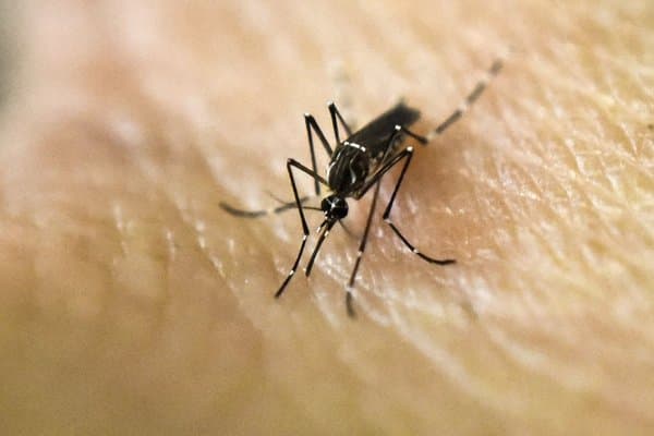 Transfusão de sangue pode transmitir vírus da dengue e da zika