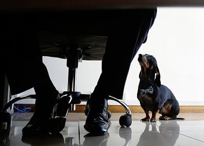 Disputa entre casal por guarda de cão vai parar no STJ