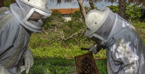 FOTO: Ufersa e Bombeiros montam serviço para coleta de enxames de abelhas – SOS Abelhas