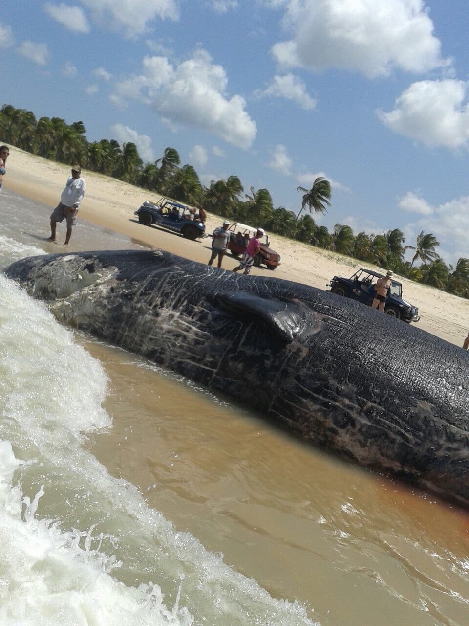 FOTO: Baleia é encontrada sem vida no litoral sul potiguar nesta terça