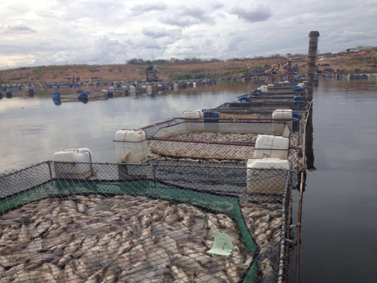FOTOS E VÍDEO: Mortandade de peixes na barragem de Umari, em Upanema
