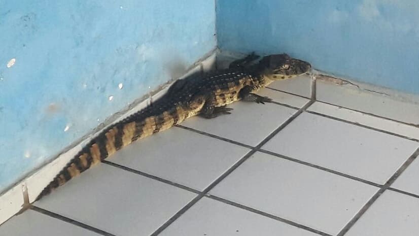 "VISITA" - FOTO: Jacaré encontrado na garagem do Gabinete Civil em São Gonçalo do Amarante