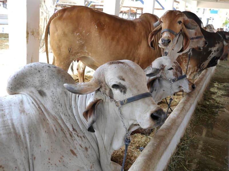 Governo do RN apresenta Circuito Estadual de Exposições Agropecuárias 2015