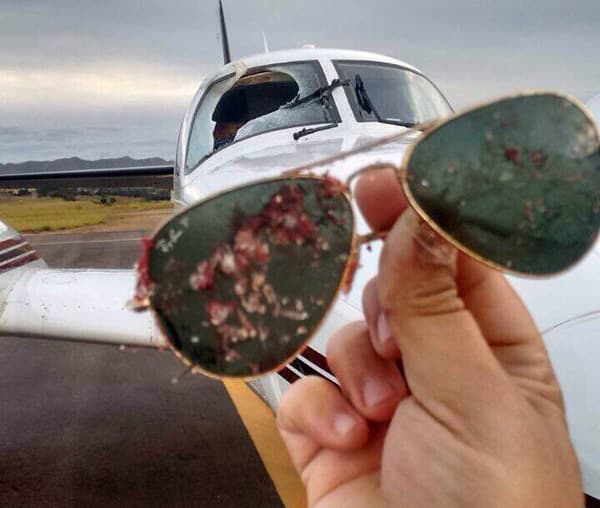 [FOTO] Urubu bate em avião de pequeno porte e fere copiloto