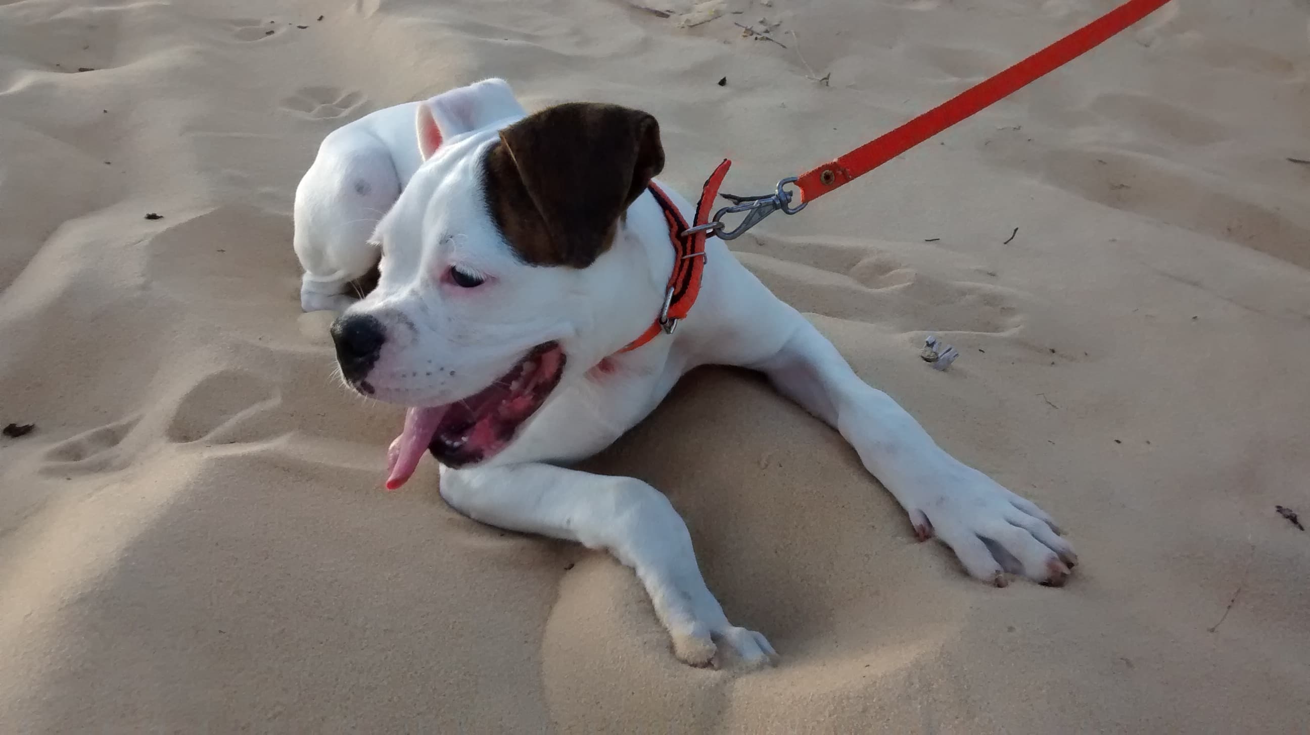 FOTO: Procura-se filhote de Boxer perdida na área do Parque das Colinas/San Vale