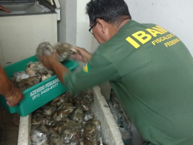 FOTOS: Ibama apreende 107 kg de lagosta ilegal no litoral sul potiguar